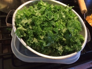 Fresh and cleaned kale greens